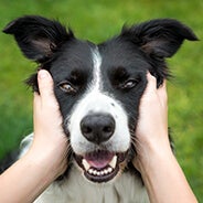 Dogs face being massaged