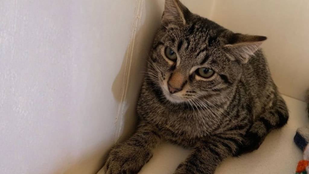 A sweet tabby cat sits in a corner