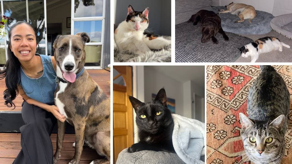Collage of happily adopted cats and dogs relaxing in their forever homes