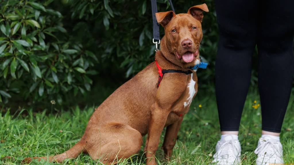 A brown Staffy-cross puppy on a lead sits on grass next to handler