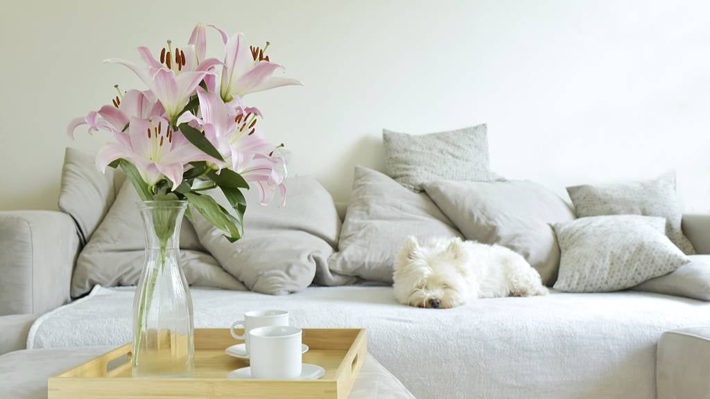 Flowering lilies in a vase at home 