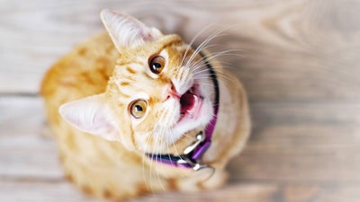 A ginger cat looks up and meows