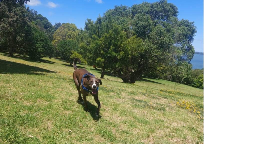 Jasper the dog excitedly runs down a hill on a sunny day