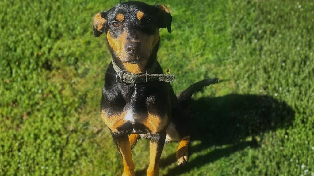 A black and tan dog sits obediently on grass