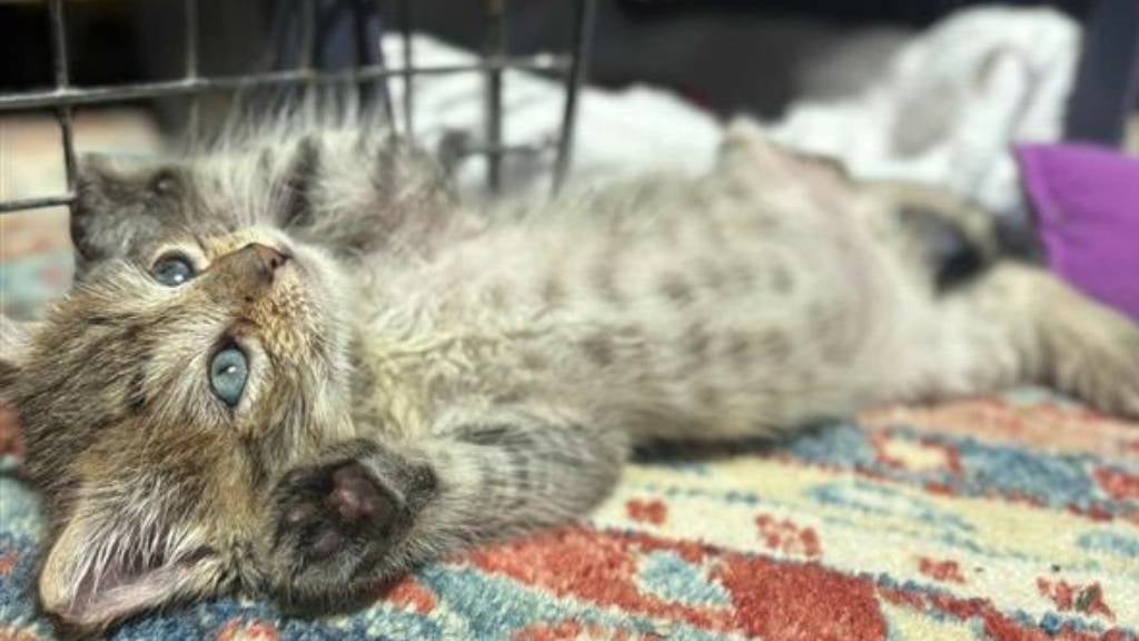 Relaxed tabby cat named Maurice lays on his back with belly and paws pointing up