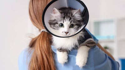 A vet holds a cat wearing a cone over her shoulder