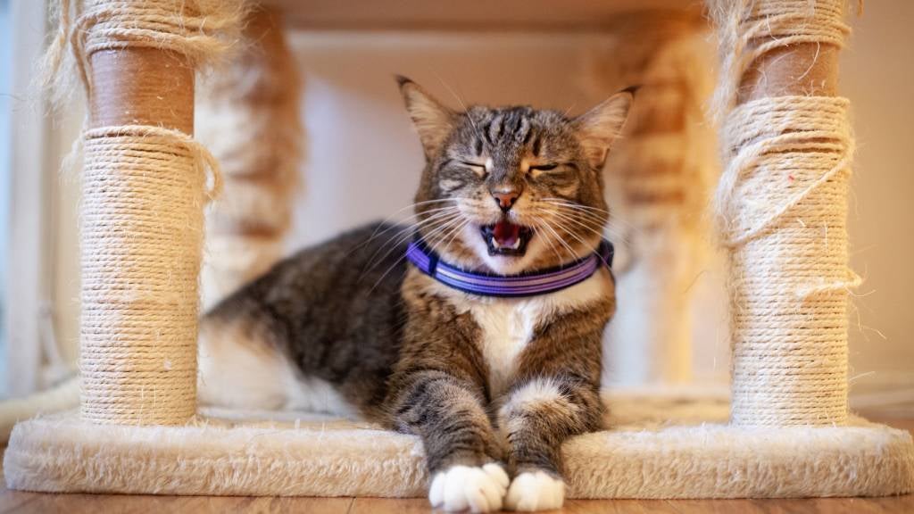 A cat sits near their cat tower with eyes closed and meows