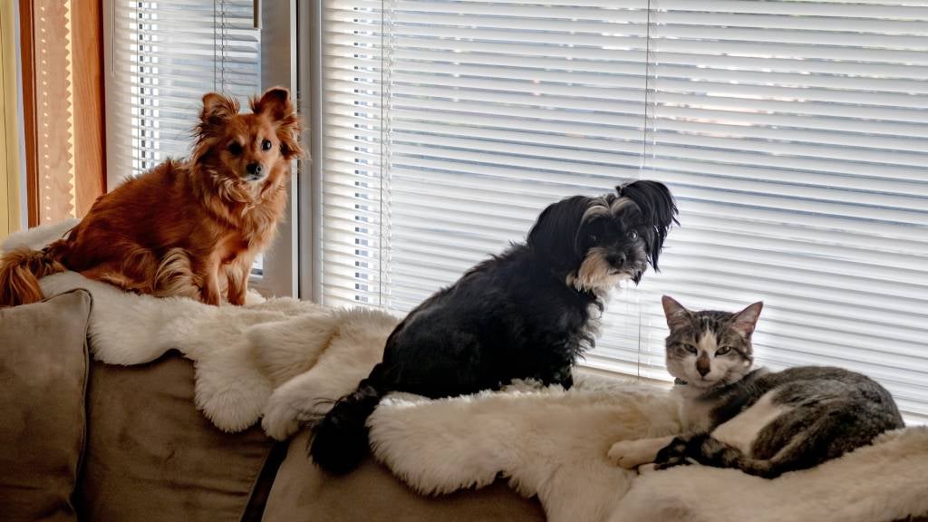 Two dogs and a cat relax on top of a sofa next to a window