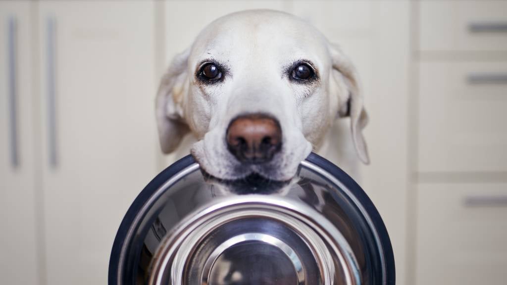 No Chocolate, No Avocado: 10 Foods Dogs Can't Eat