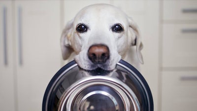 A Labrador sits holding an empty stainless steel food bowl in his mouth