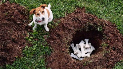 A Jack Russell Terrier sits next to a dug up hole full of dog bone shaped treats