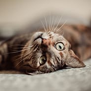 Cat lying down on its back