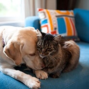 Dog and cat snuggling on the couch