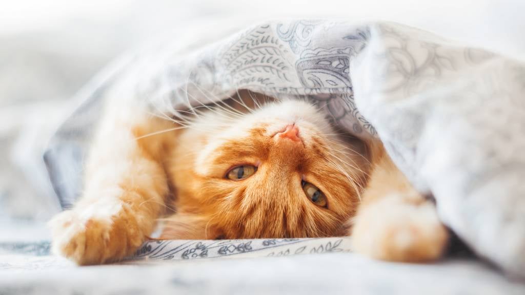 Ginger cat lays under a blanket on his back with his paws in the air