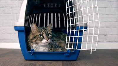 A fluffy tabby cat sits in an open pet carrier looking comfortable