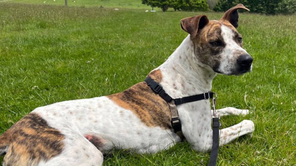 Skeeter the dog sits on a grassy patch and looks in the distance 