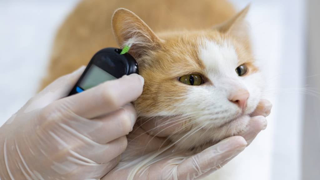 A vet checks a calm cat’s glucose level