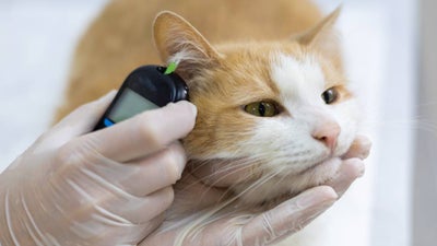 A vet checks a calm cat’s glucose level
