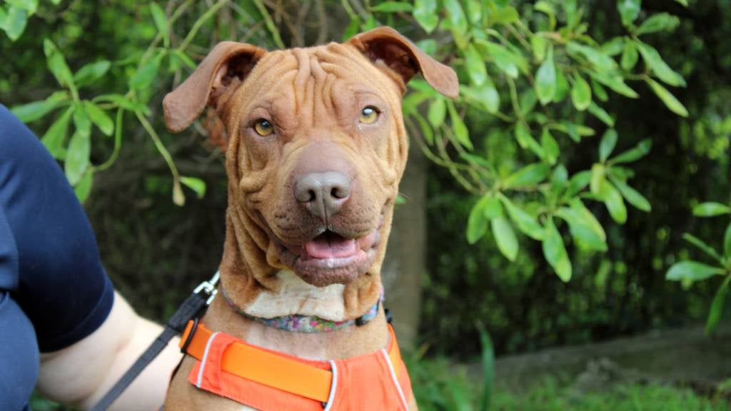 Sweet-looking Azul the Shar-Pei Mix sits in front a leafy shrub next to his handler