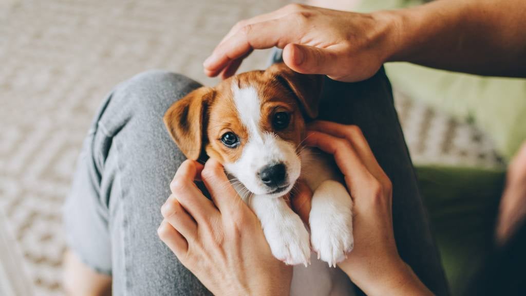 A sweet puppy held in his pet mum’s lap is patted by his pet dad