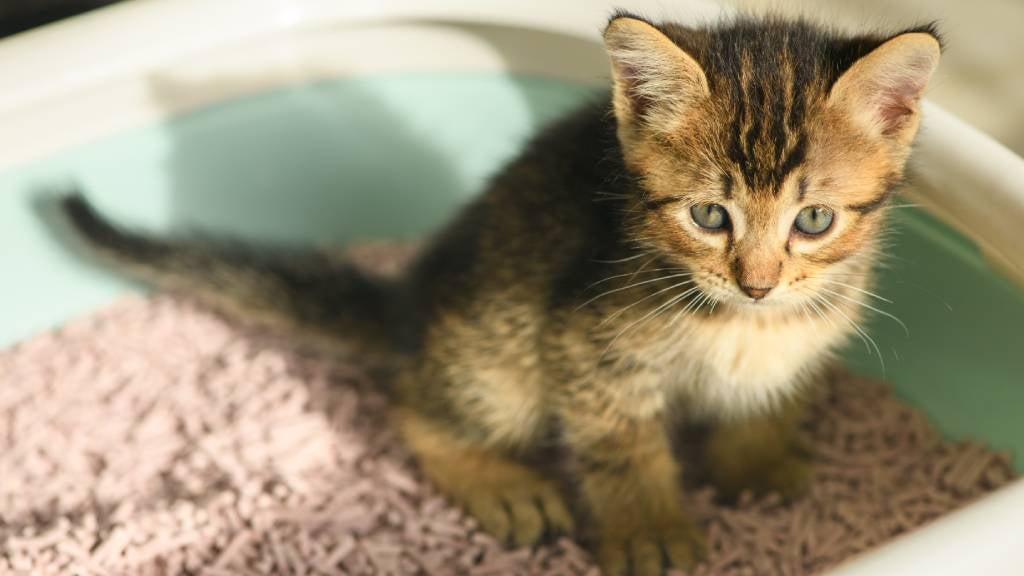 A kitten sitting in her litterbox