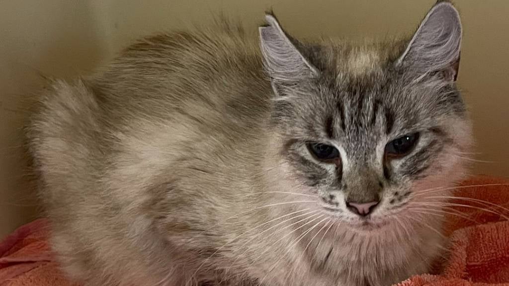 A gentle fluffy cat sits like a loaf