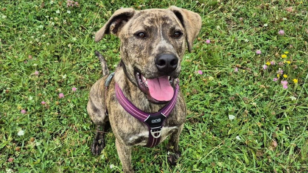 A happy dog with floppy ears sits on the grass