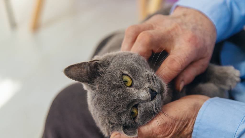 An older British Shorthair cat gets pets in their human’s lap