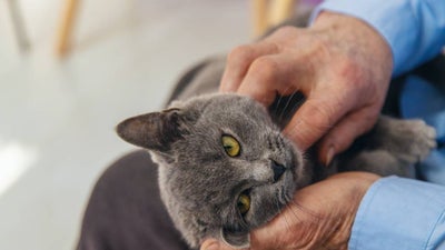 An older British Shorthair cat gets pets in their human’s lap