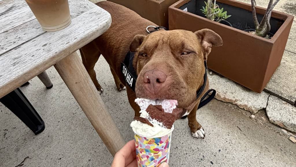 A content dark brown dog licks a pup cup at an outdoor café