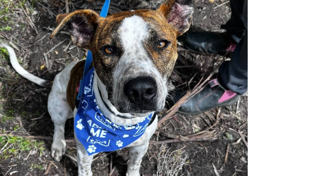 An alert Terrier-cross on a lead wears an SPCA scarf and sits outside