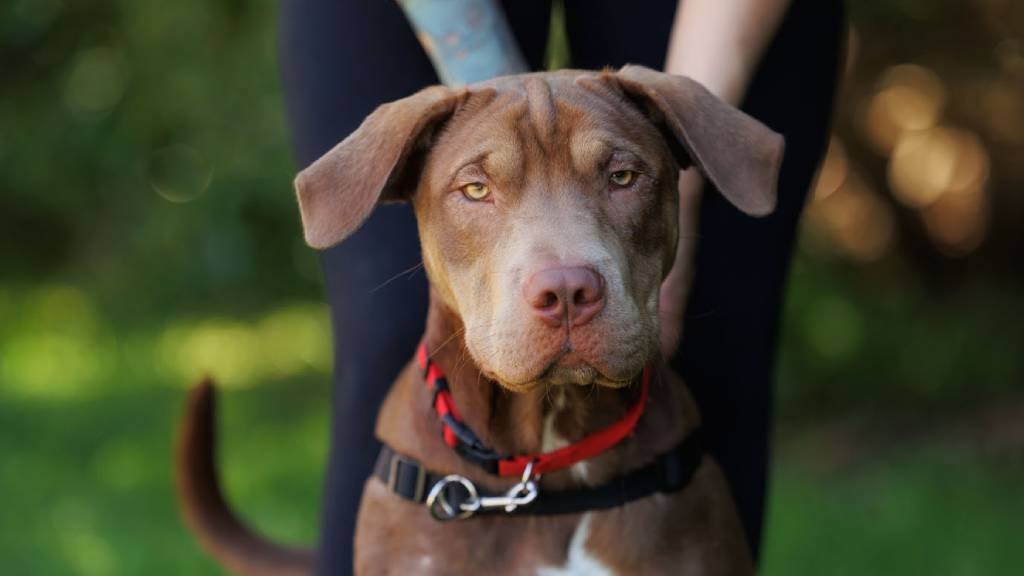 A mixed breed puppy outdoors on a lead with his handler