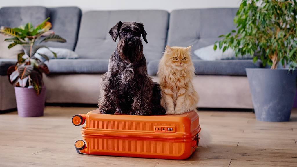 Jetstar pet hot sale transport