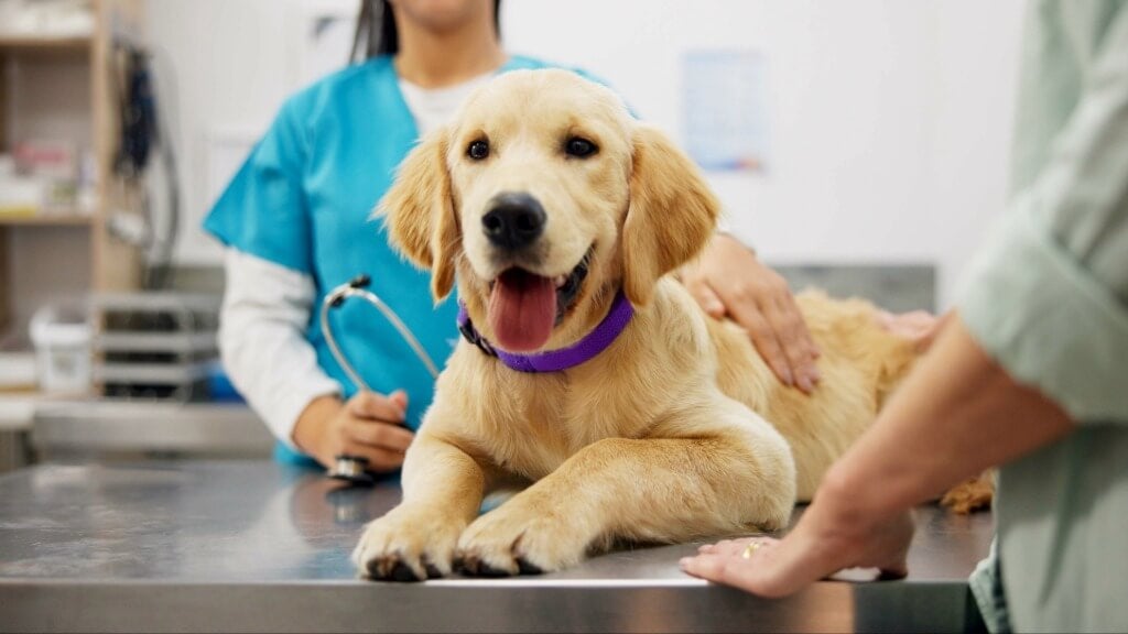 A diabetic dog gets examined by a vet as his pet parent watches on
