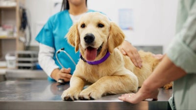 A diabetic dog gets examined by a vet as his pet parent watches on
