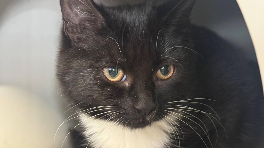 A thoughtful tuxedo cat sits in loaf pose
