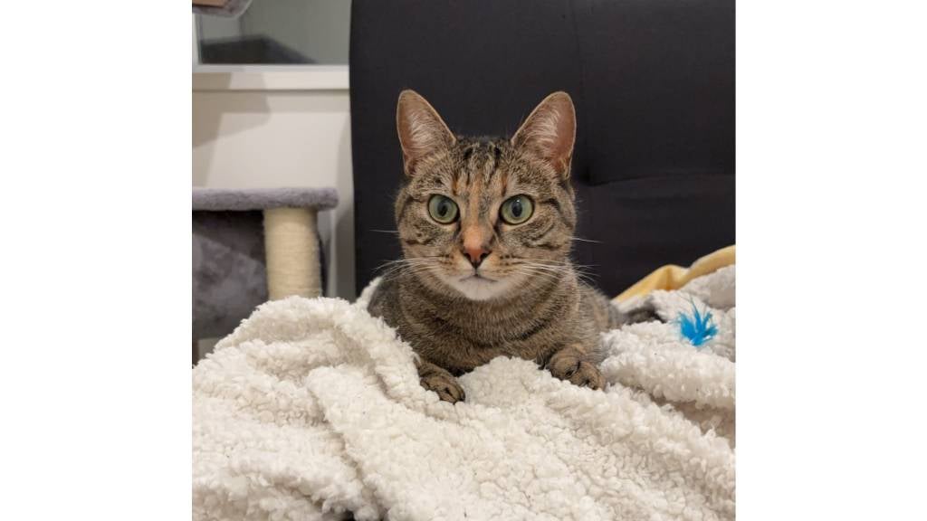 Round-eyed tabby cat sitting on a blanket on a sofa