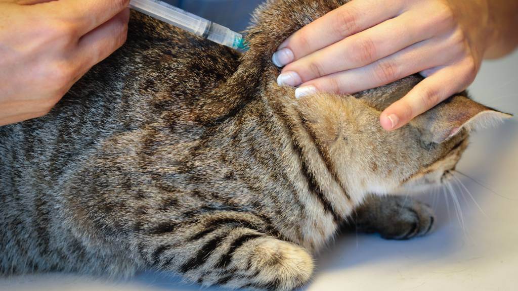 A tabby cat gets a vaccine inject from a vet