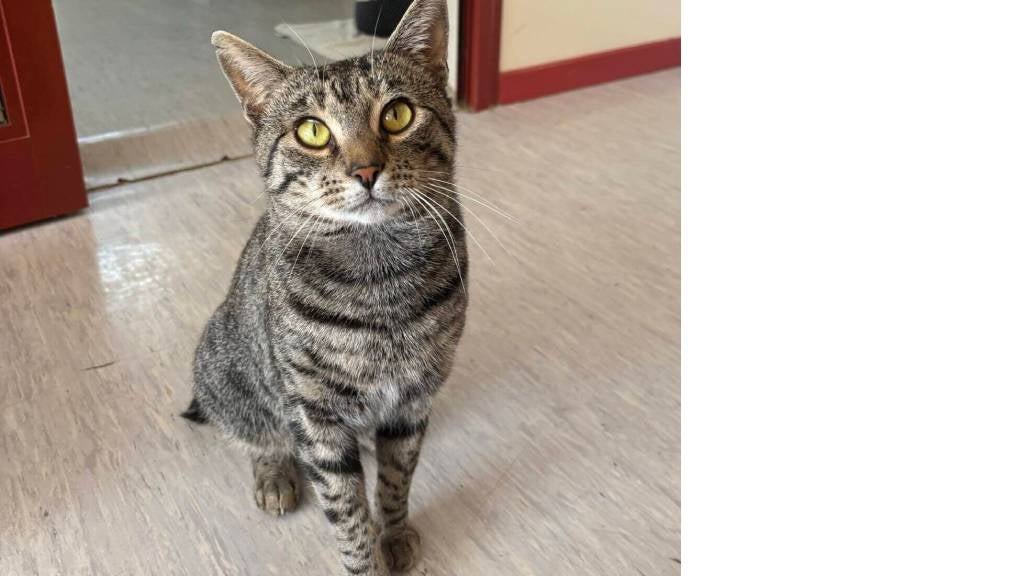 A calm looking tabby cat sitting on the floor