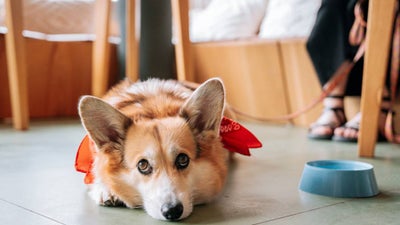 A patient-looking corgi with round eyes lays down on his front paws under a table