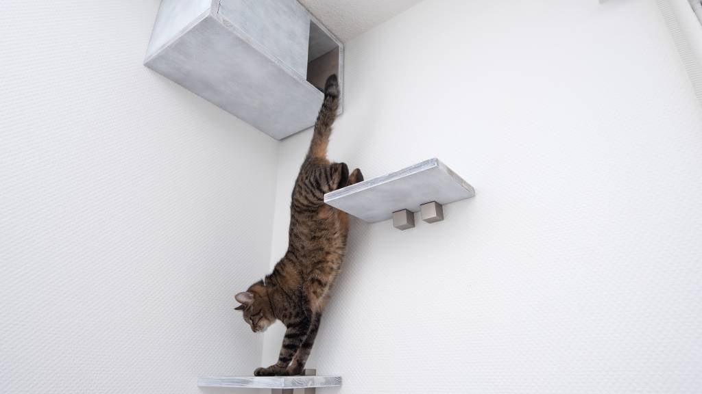 A tabby cat climbs down from their cat shelf on a high wall