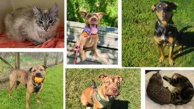 A collage of adopted cats and dogs and those waiting adoption