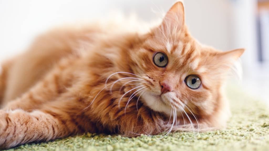 A ginger cat lays on a blanket