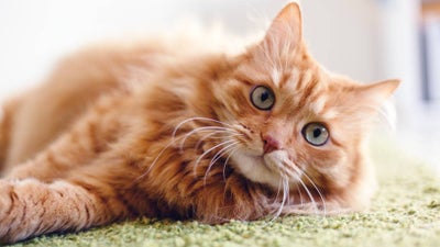 A ginger cat lays on a blanket