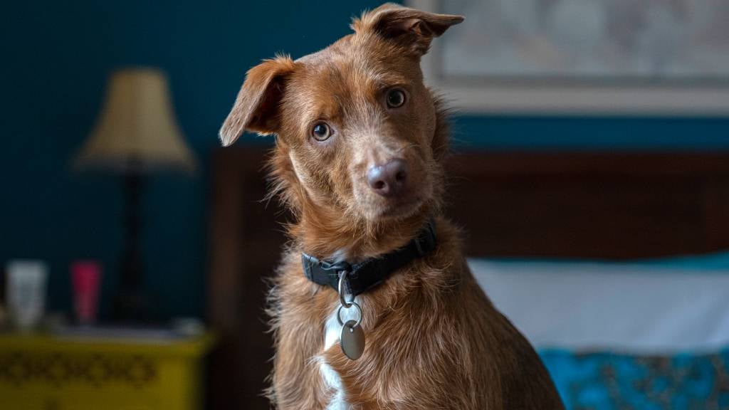 A curious dog with floppy ears tilts his head at the camera