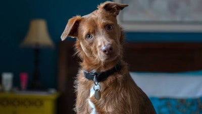 A curious dog with floppy ears tilts his head at the camera
