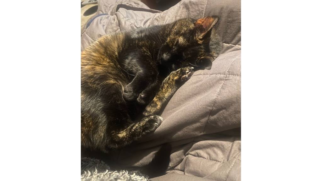 A content looking cat sleeps on a blanket with her front paws curled