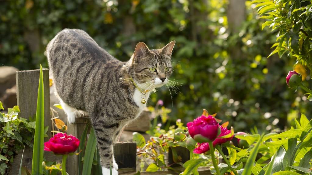 Tabby cat wearing a collar explores a flower garden