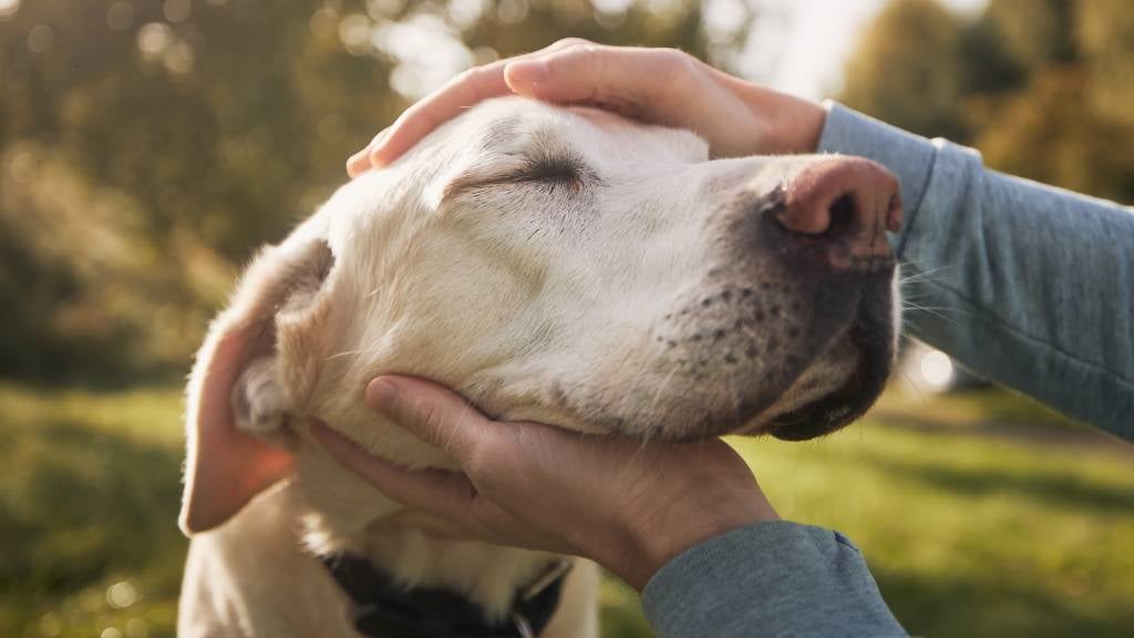 Man stroking his senior dog