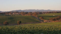 Angullong Wines
